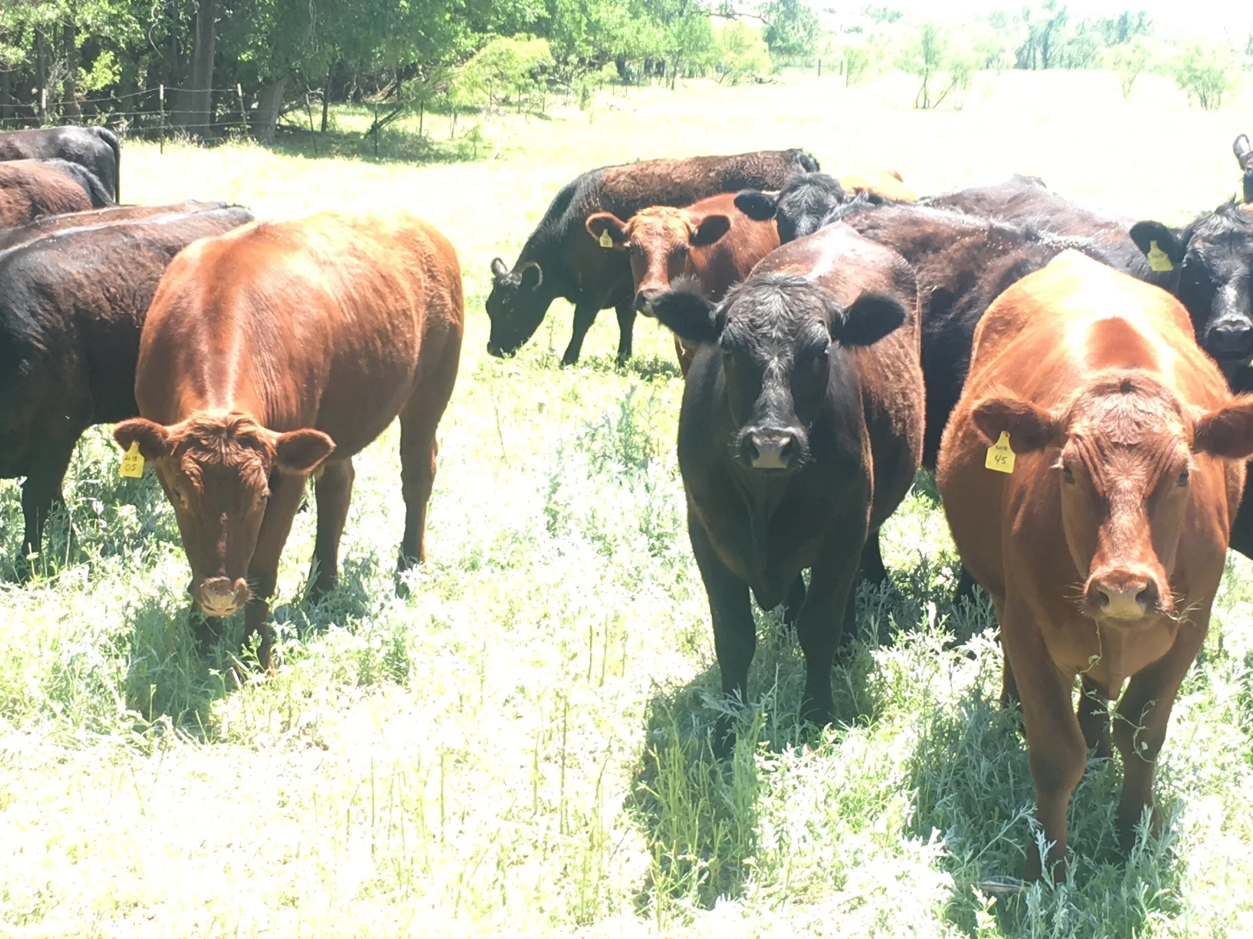 What is Grass Finishing and why it is important!