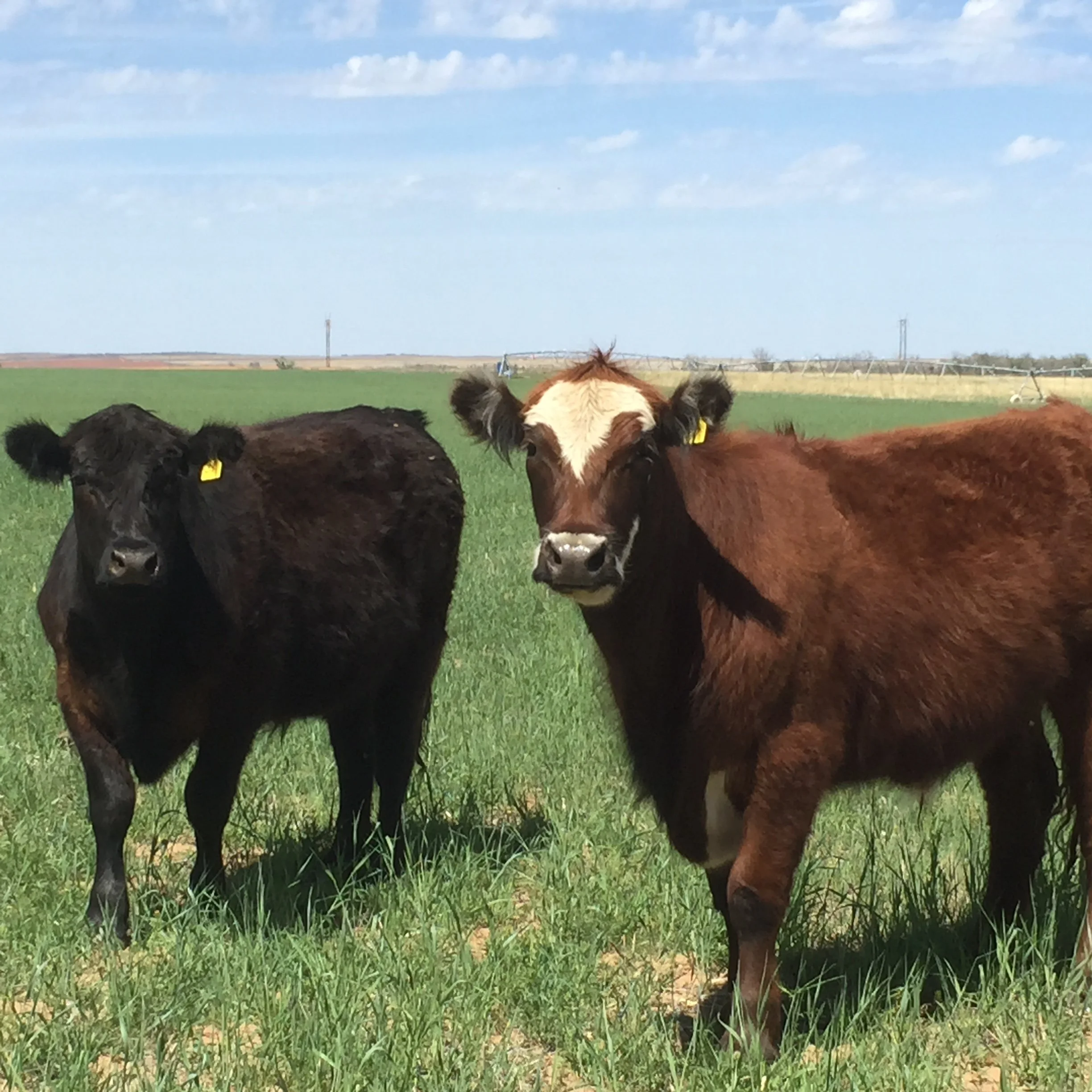 Grassfed Beef: Why Buck Creek is Best subscription meat box.