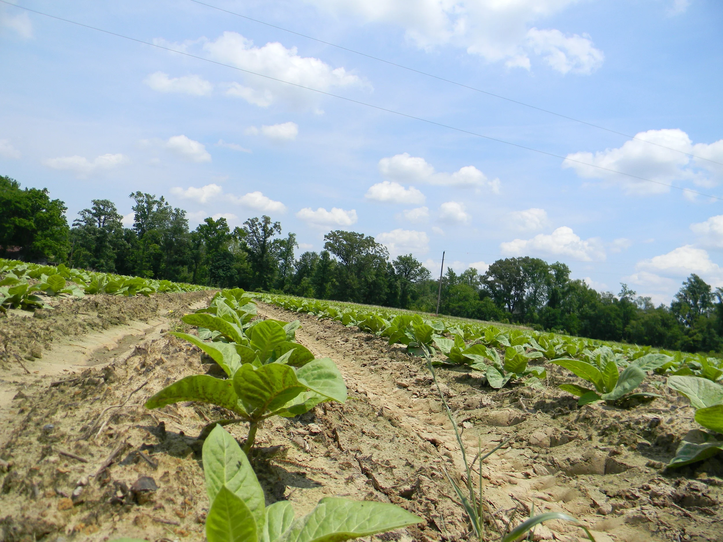Tobacco growing on the Noble family farmstead