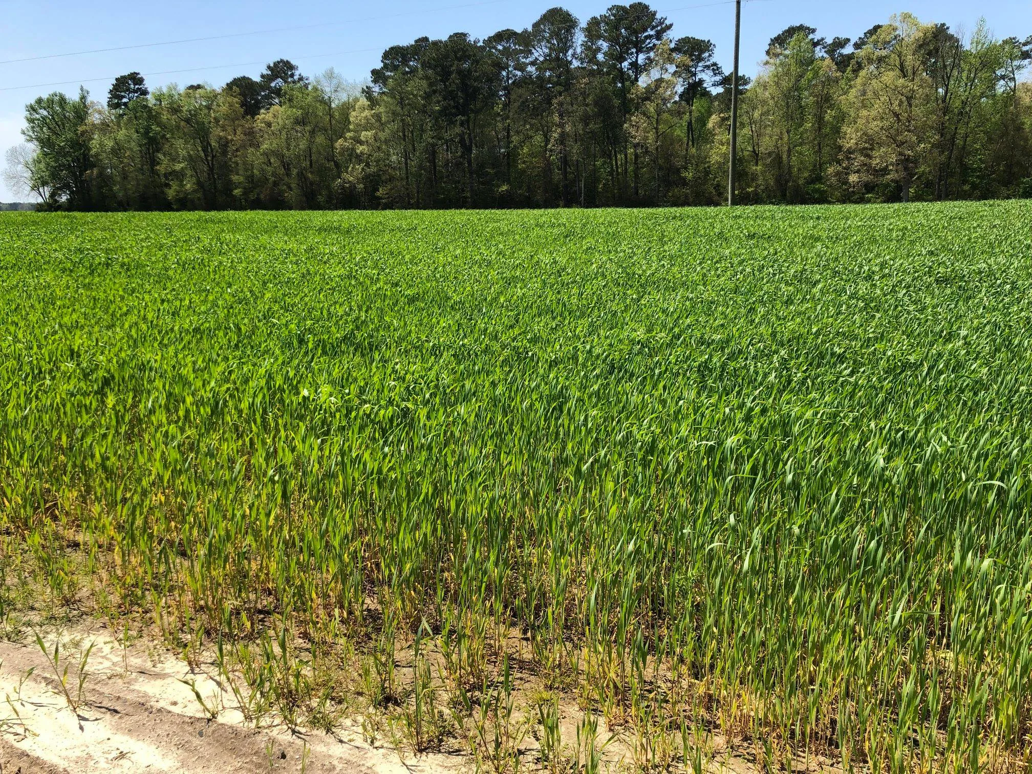 Field on Family Farm in North Carolina