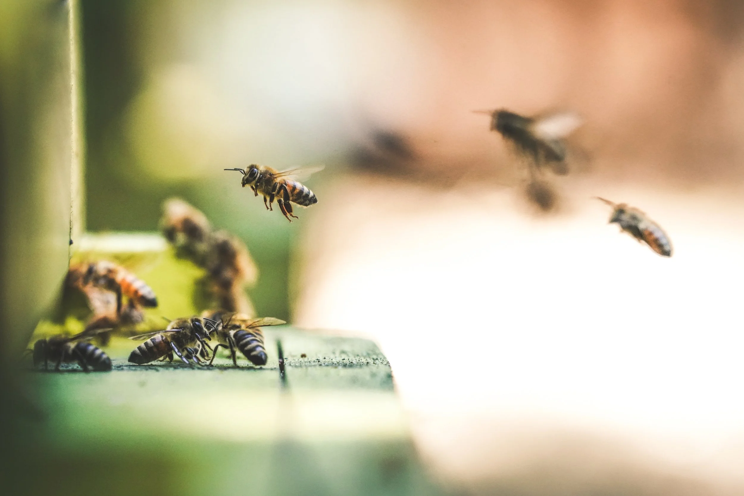 Bees on the family farm in NC