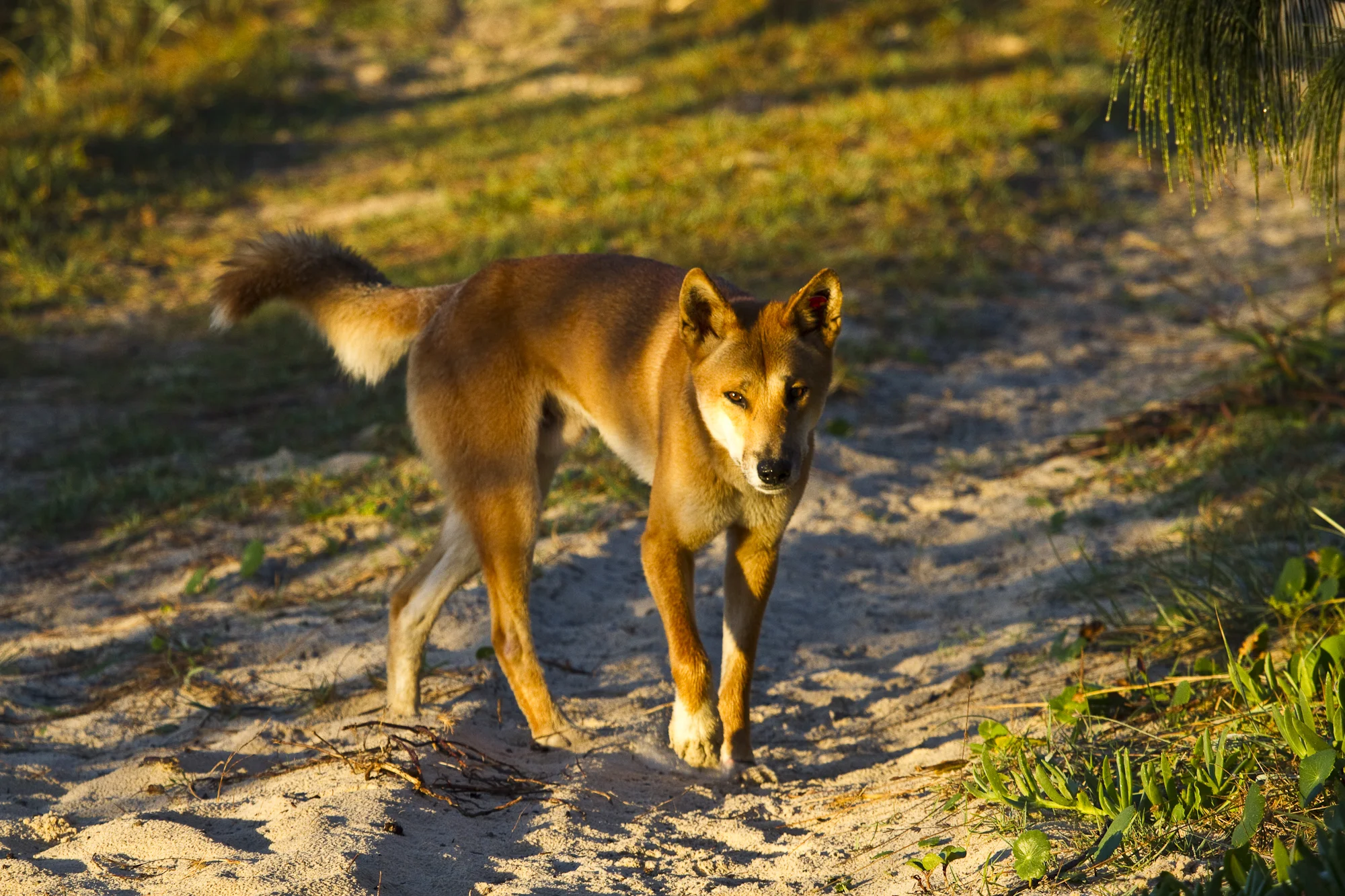 FraserIsland-0022.jpg