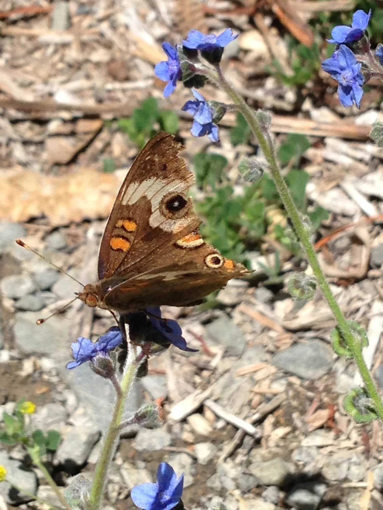 butterfly.jpg