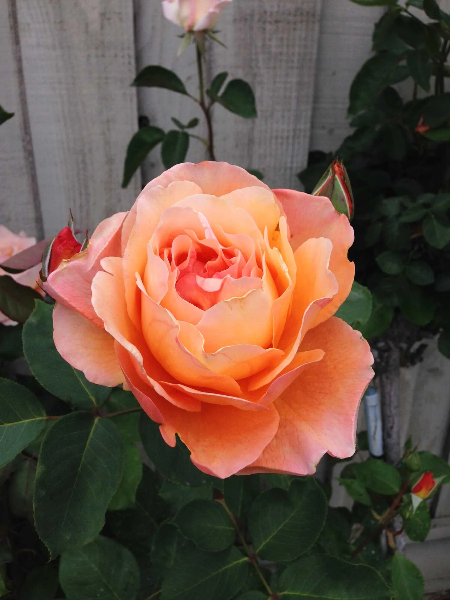 rose_orange.jpg