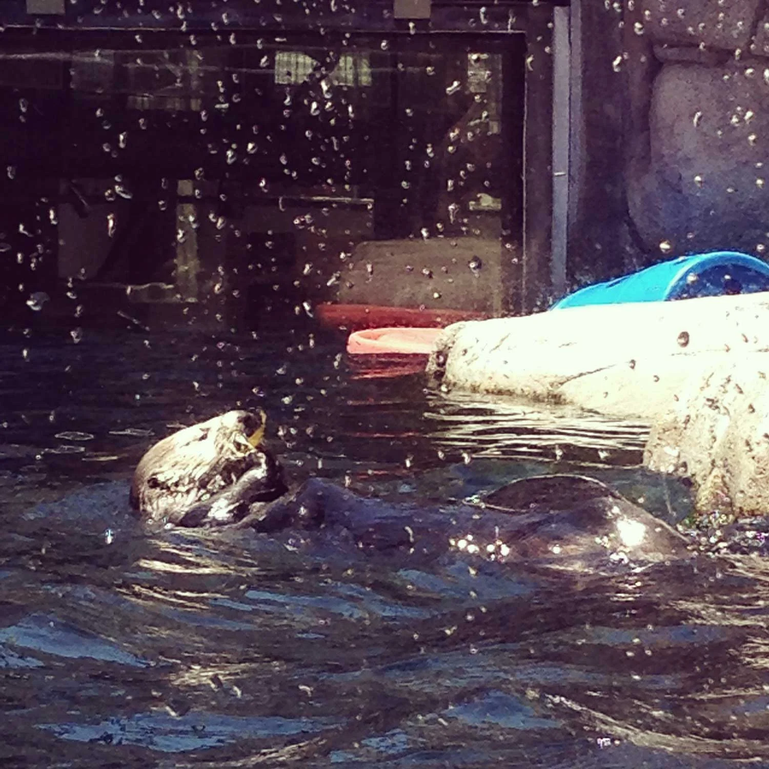 One happy sea lion.