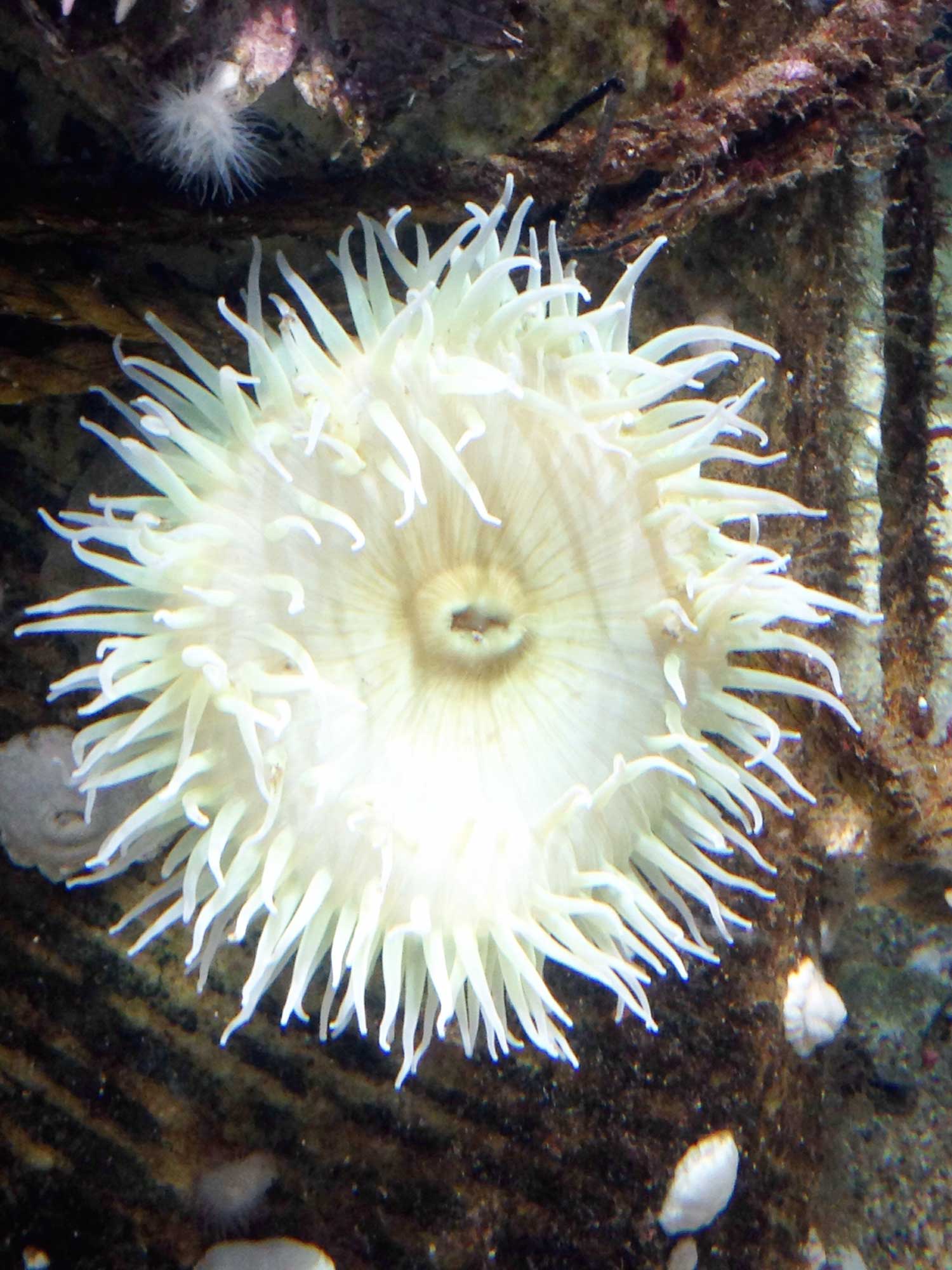 I wish I could remember what this is called. I'm terrible at remembering names of things!