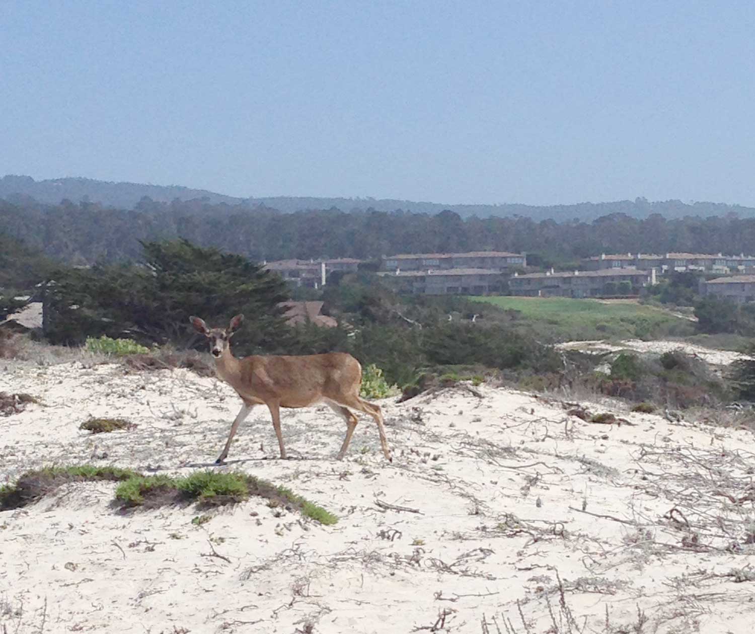 There are many black tailed deer roaming the property and vicinity.