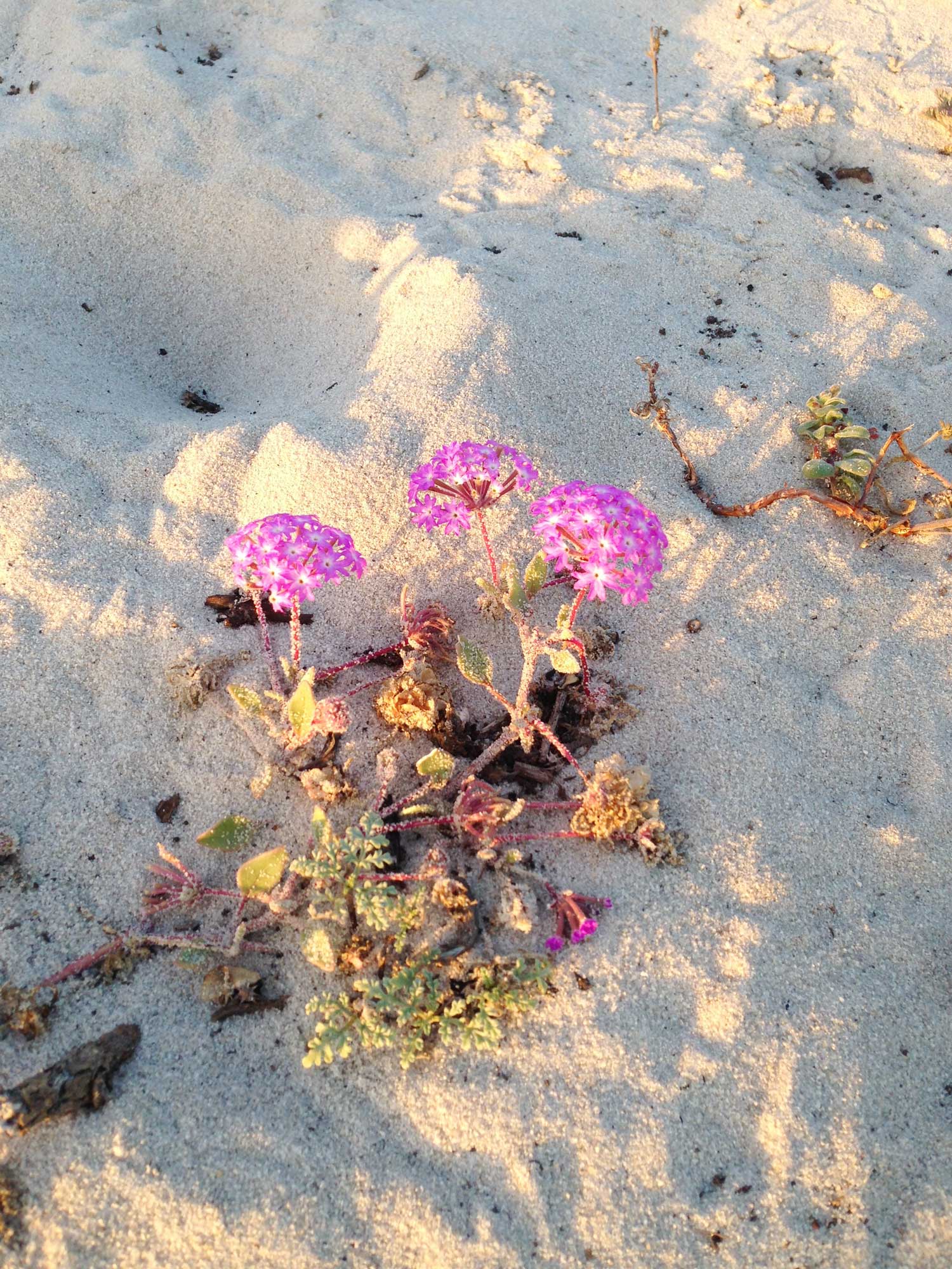 The dunes are home to a number of plants that thrive in the sandy environment. You can even take a self-guided audio tour.