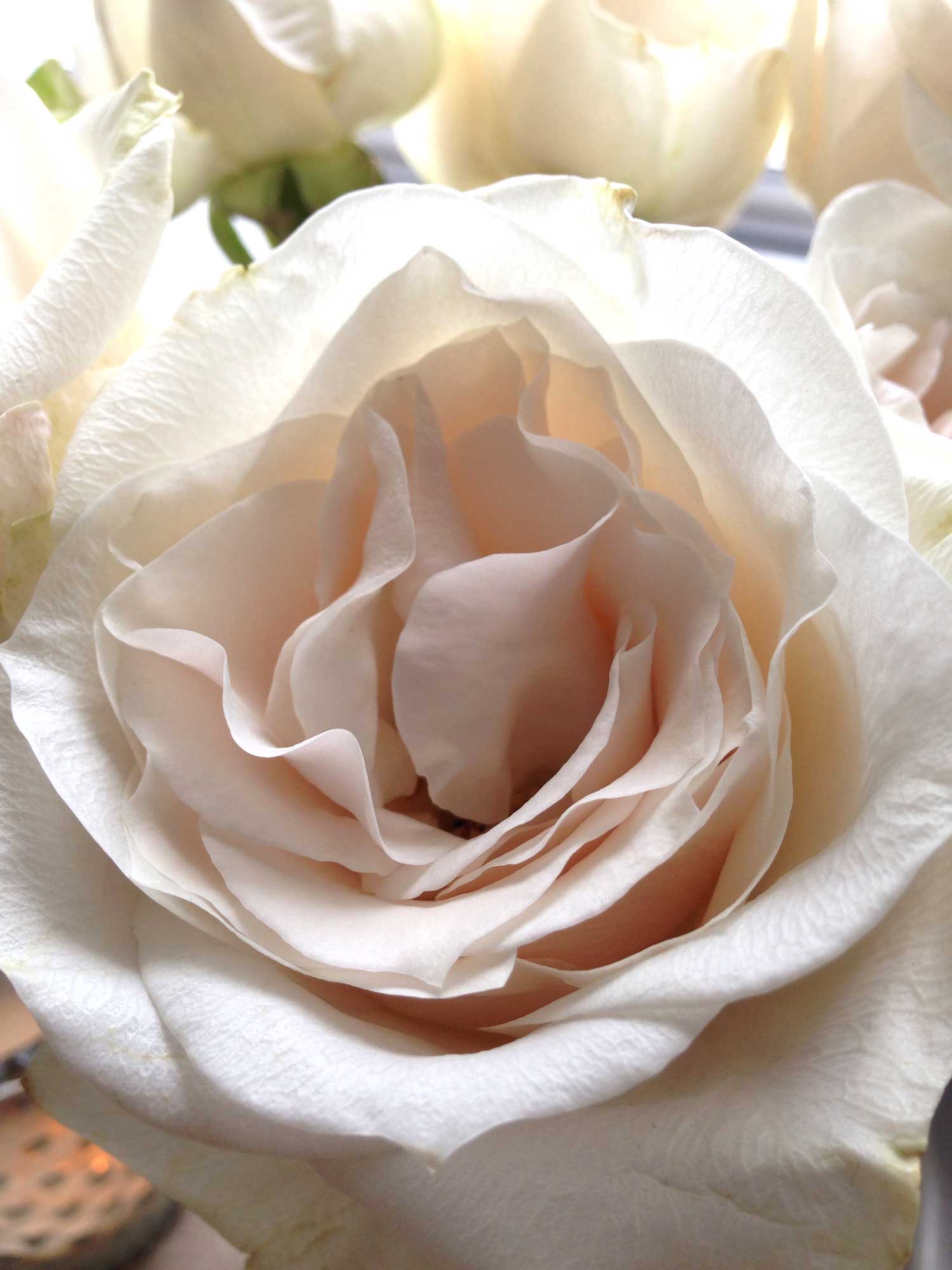 Aren't roses gorgeous? I love their papery petals!