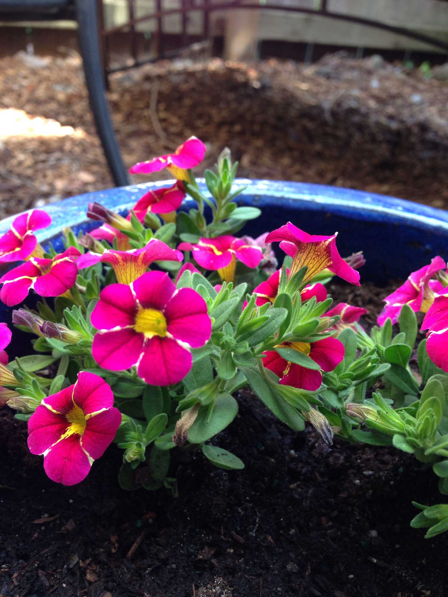 OK, these are outside, but I couldn't resist including them because I enjoy seeing them from my window.