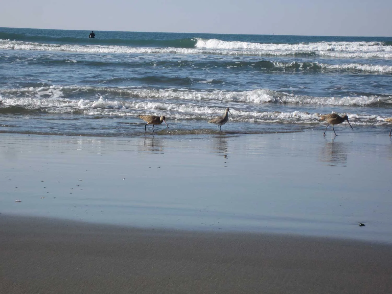 DillonBeach_longbeaks.jpg