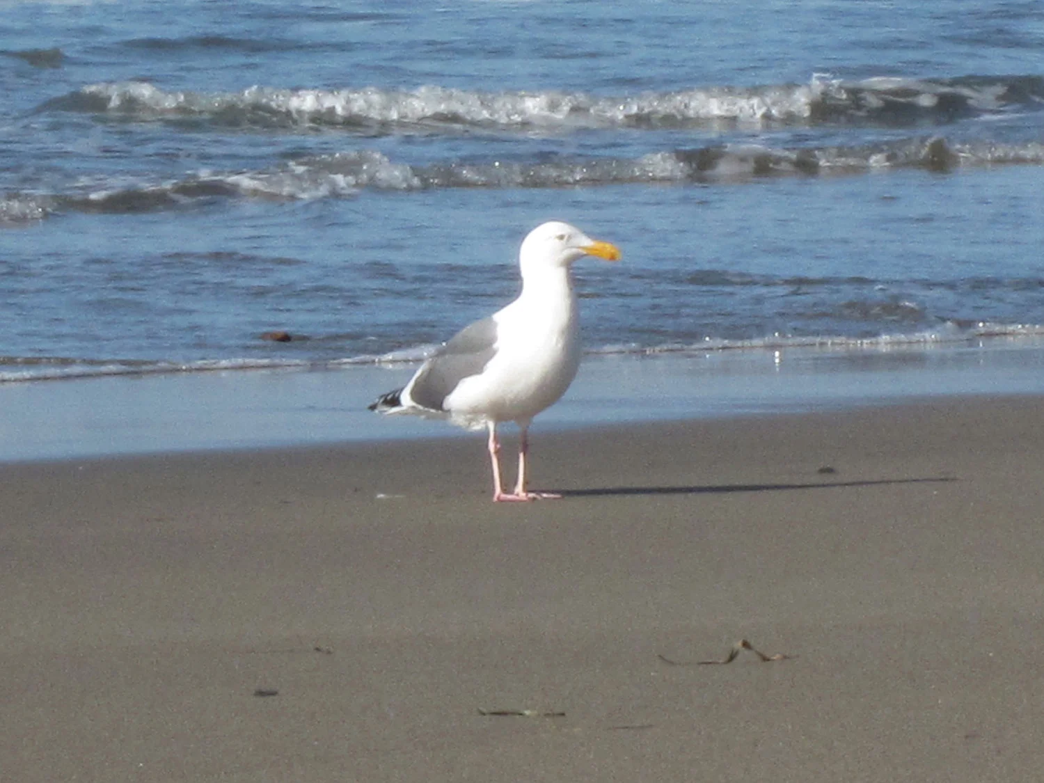 DillonBeach_Seagull.jpg