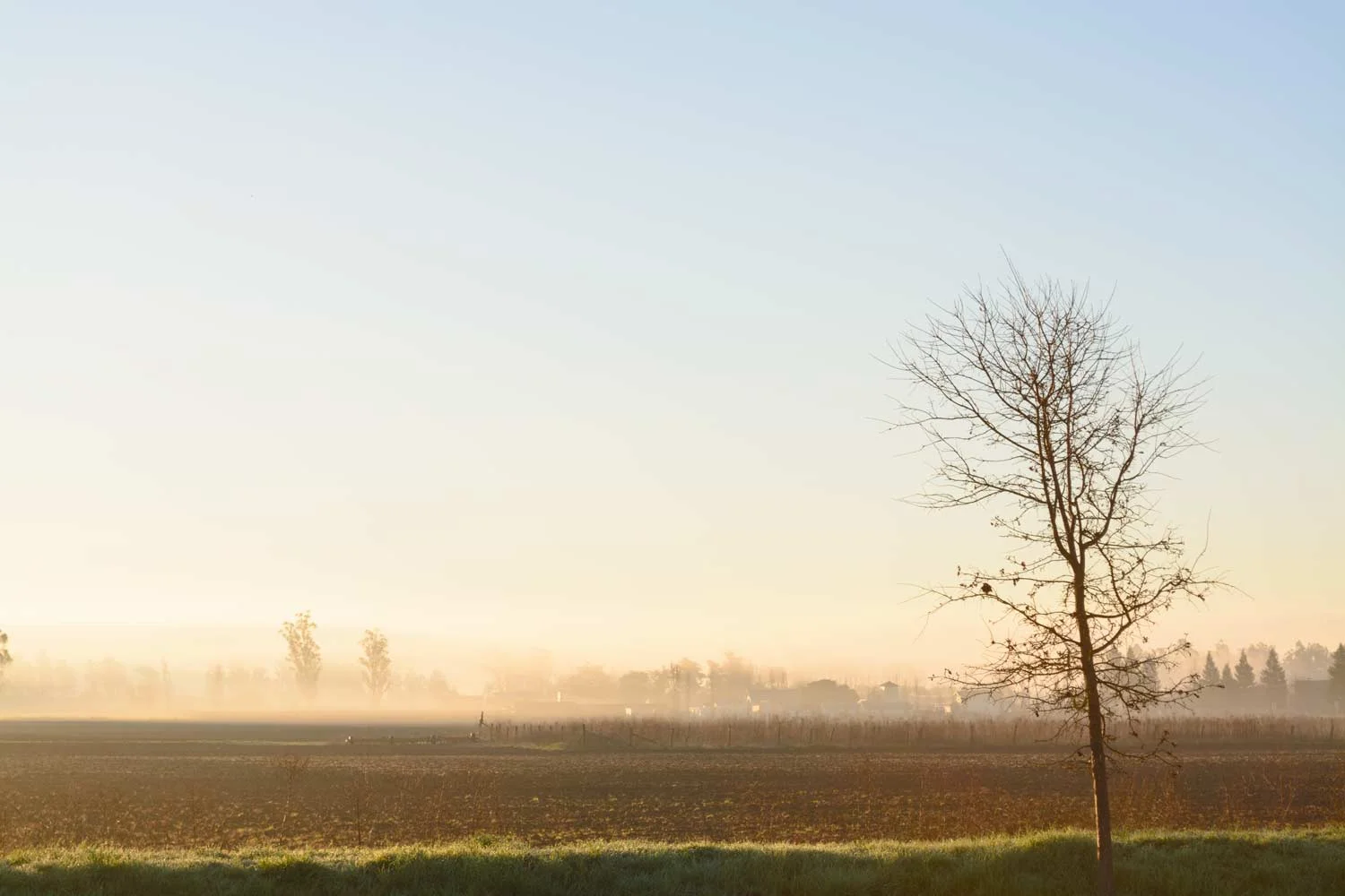 GoldenLightLandscape.jpg