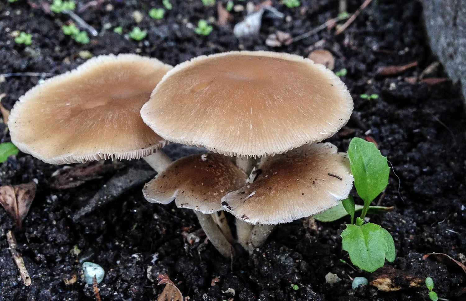 mushrooms.jpg