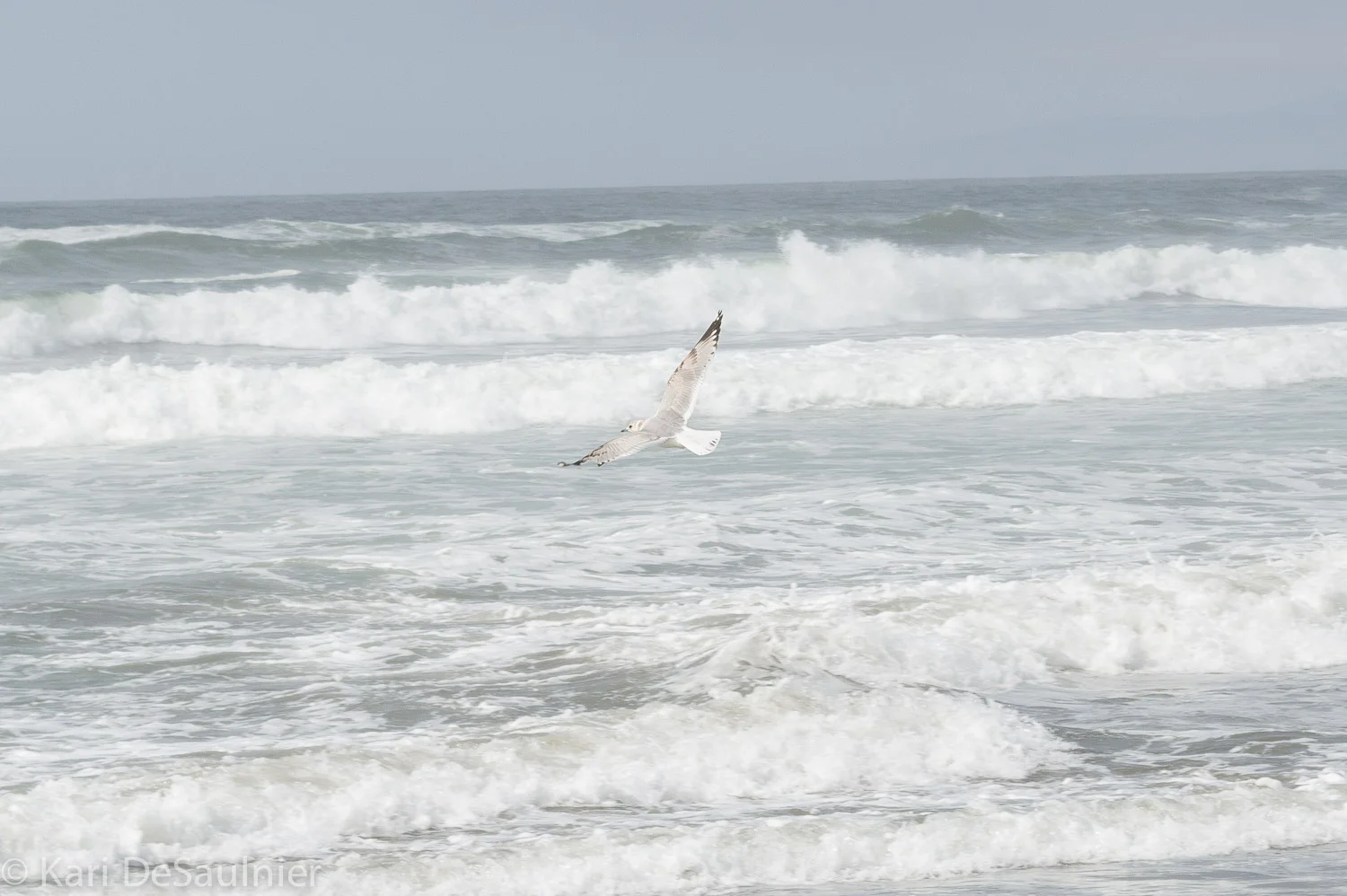 I love to catch a bird in flight. I spend so much time watching them soar. They amaze me.