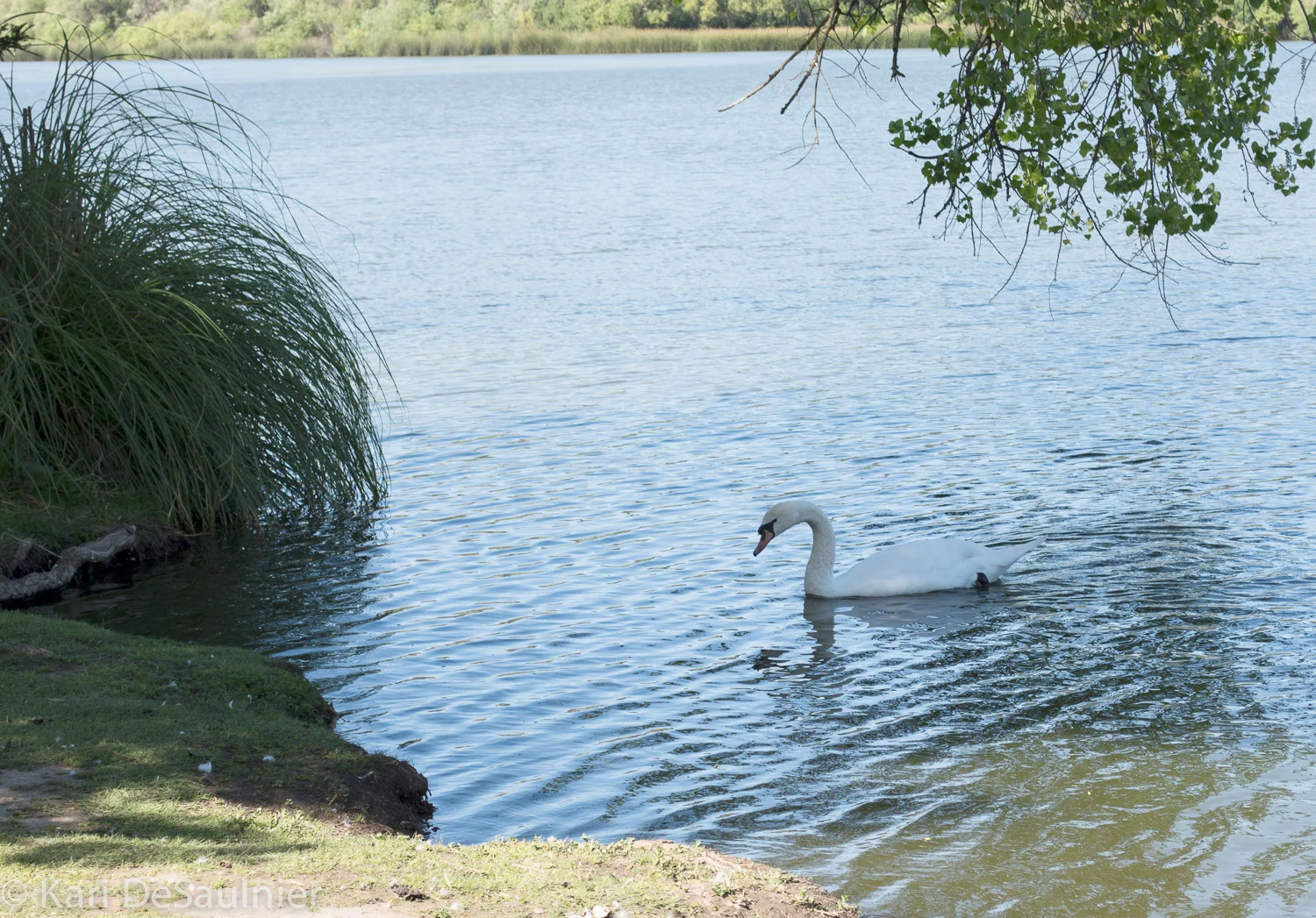 swan.jpg