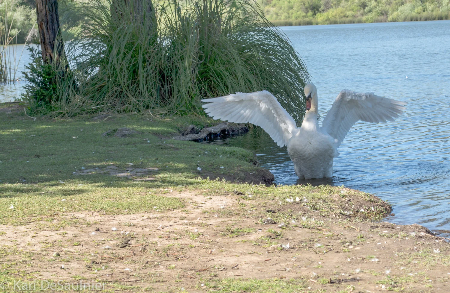 swan2.jpg