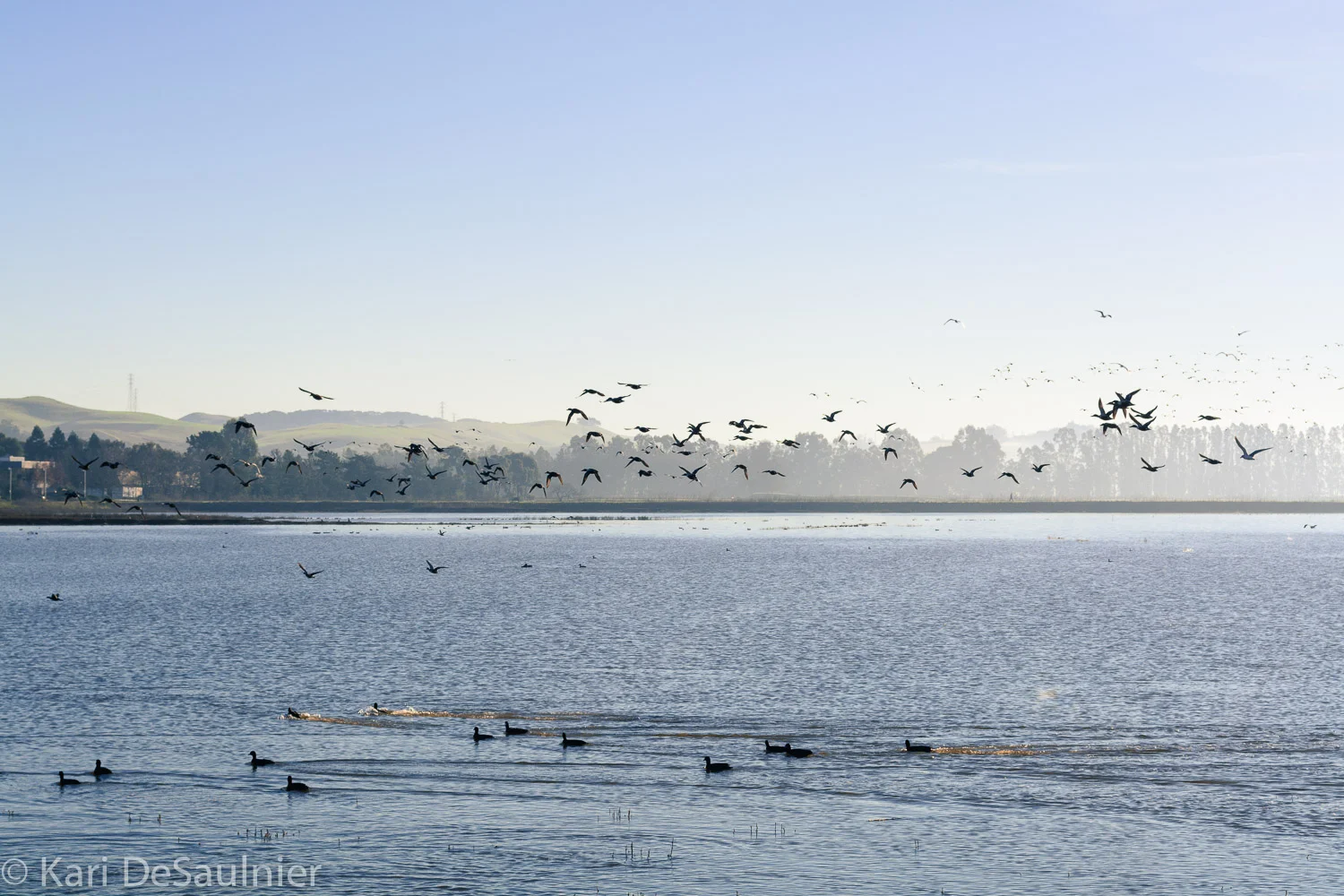 shollenberger_birds.jpg