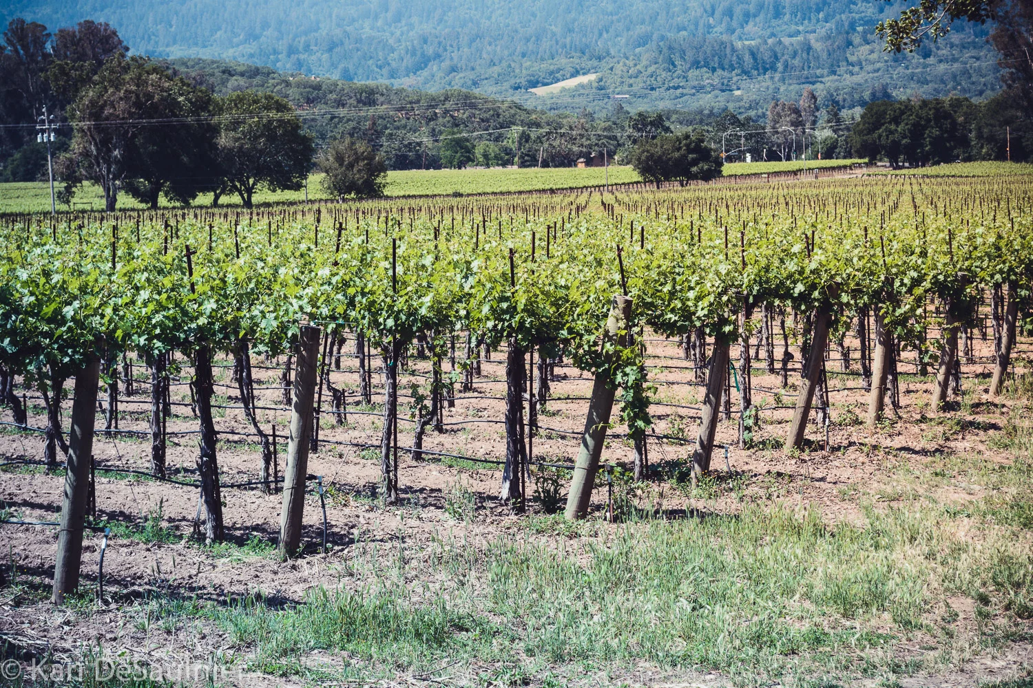 vineyard.jpg