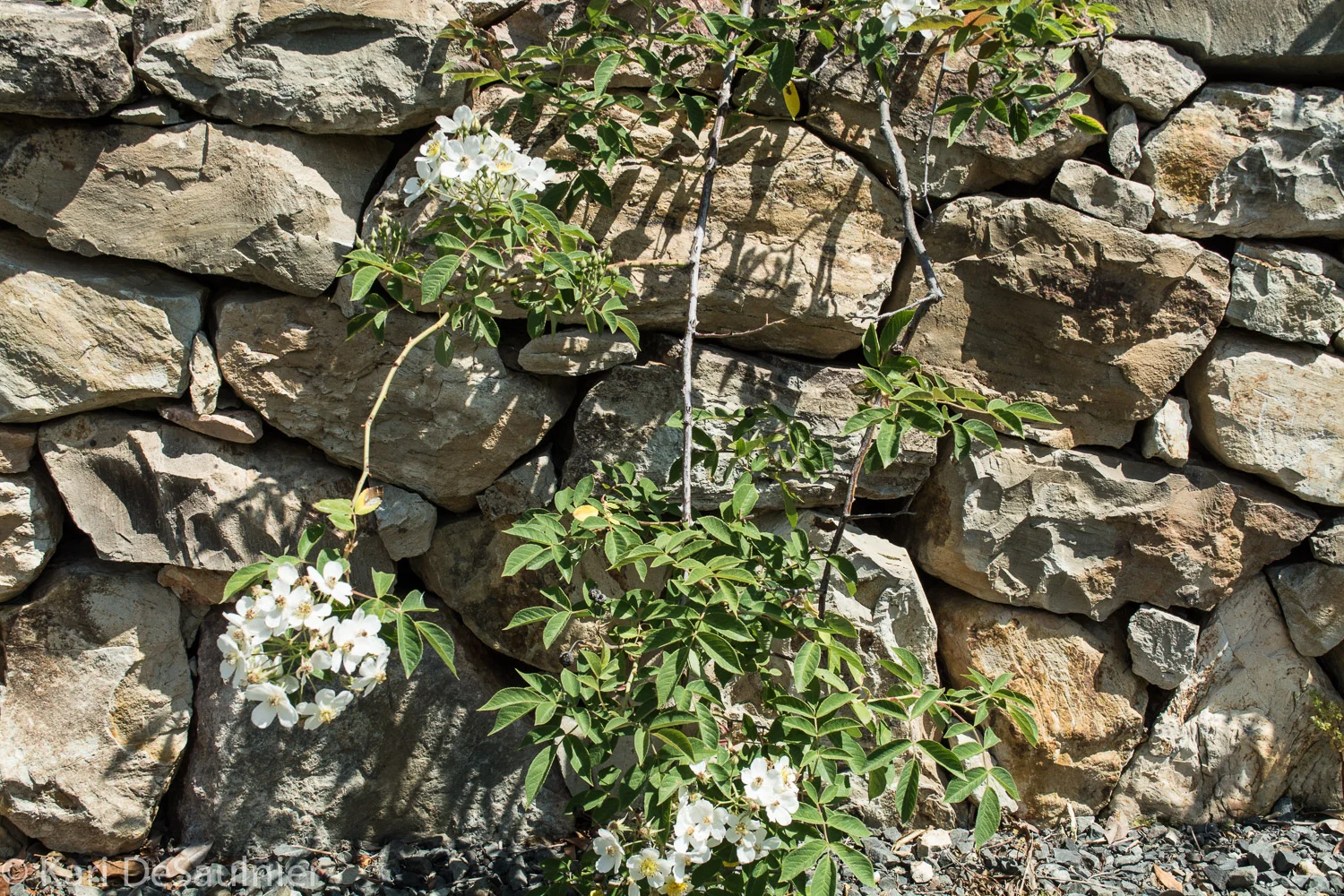 rocksandflowers.jpg