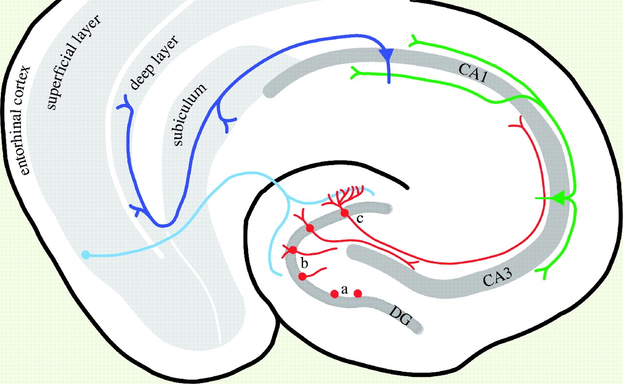 Information flows through the Hippocampal formation, from quora.com