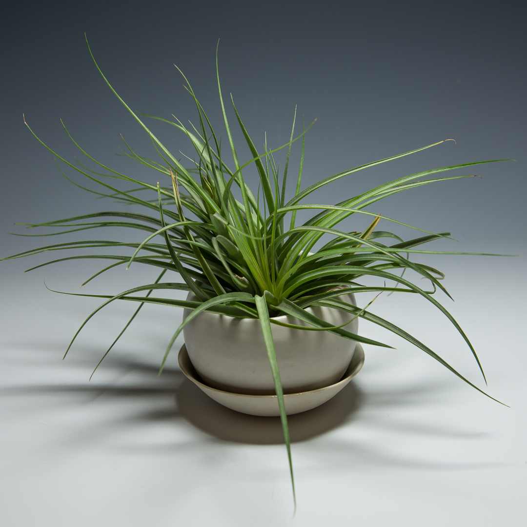 Porcelain planter $30/ $35 with base