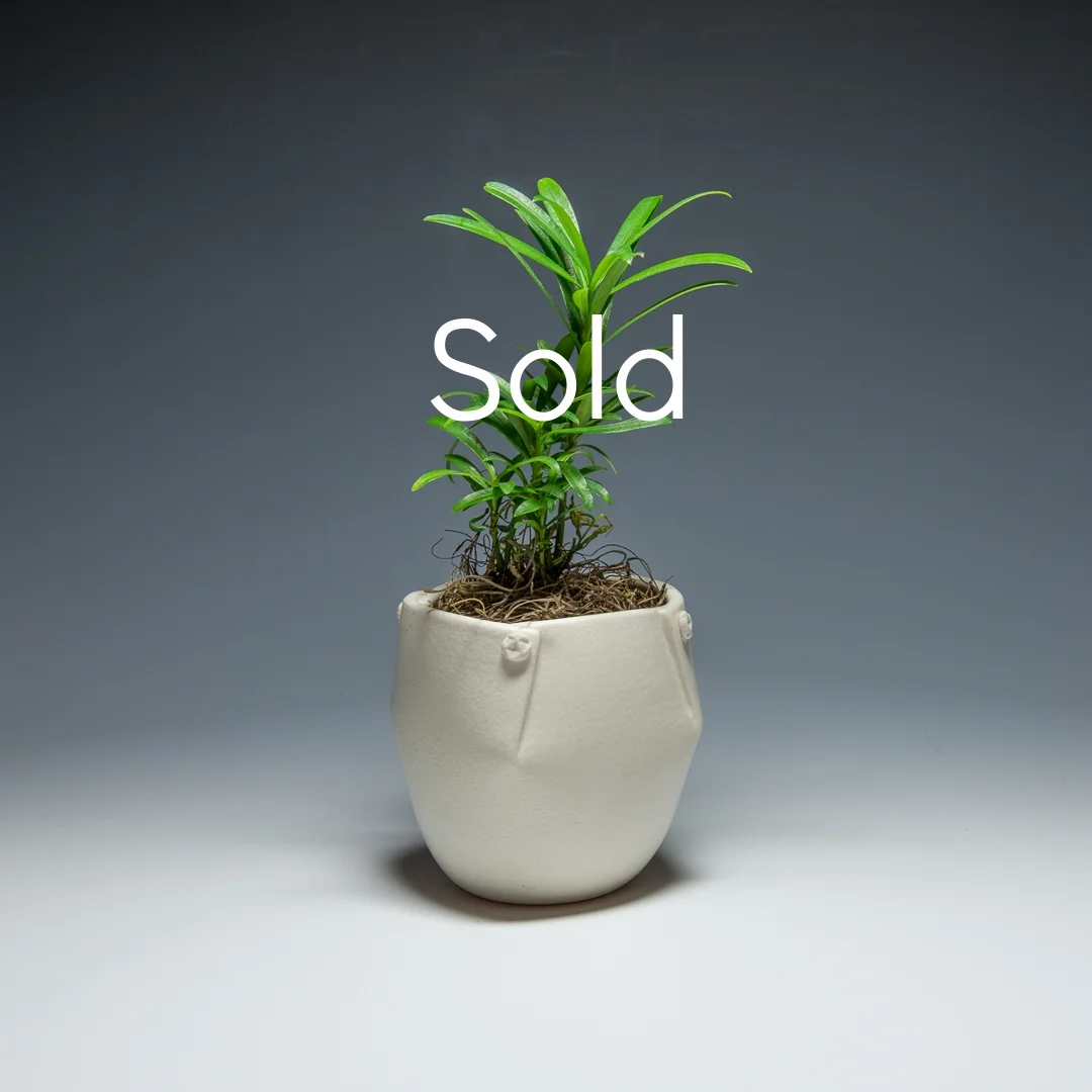 Porcelain planter (Sold)