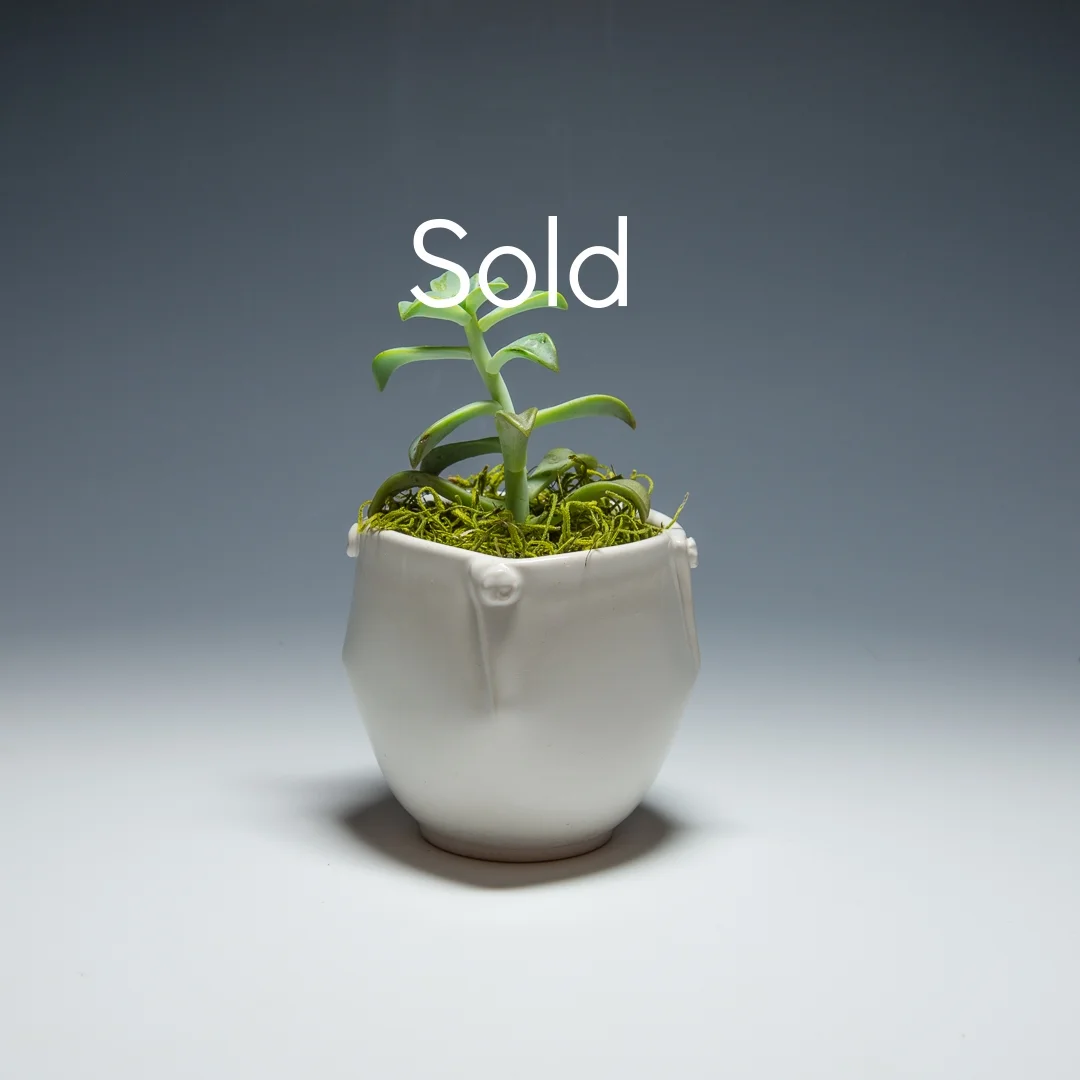 Porcelain planter (Sold)