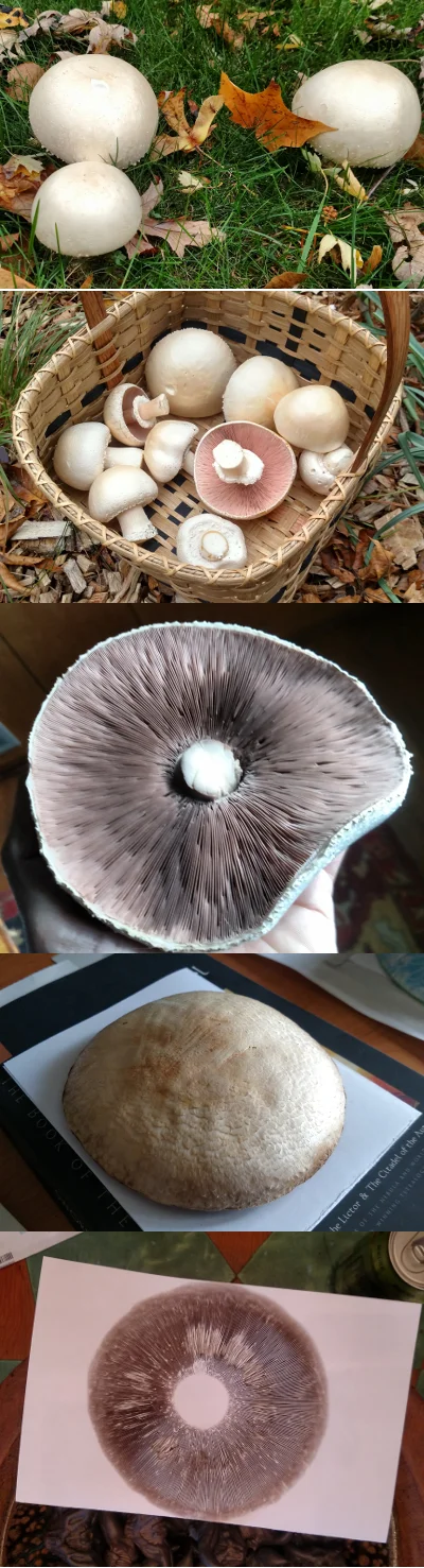 Agaricus arvensis or "horse mushroom"