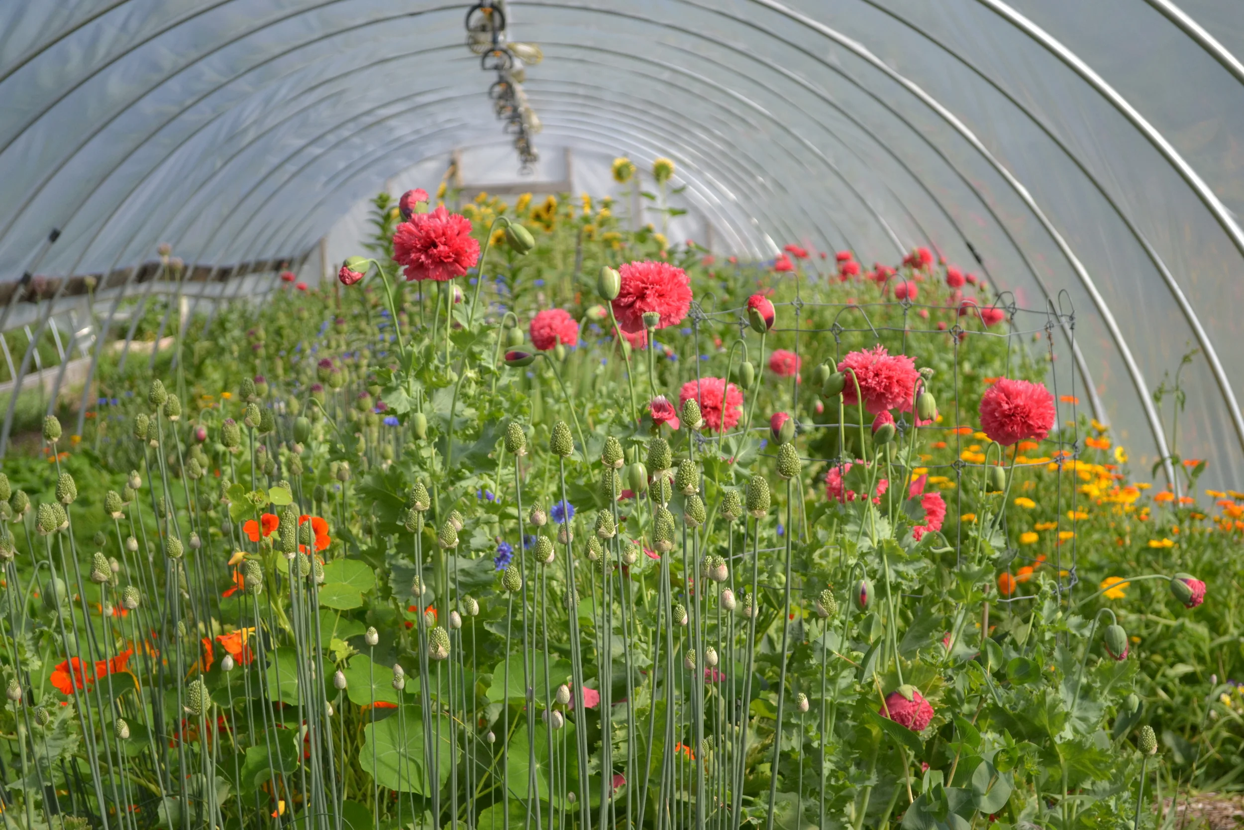 Eva's Garden Hoop House