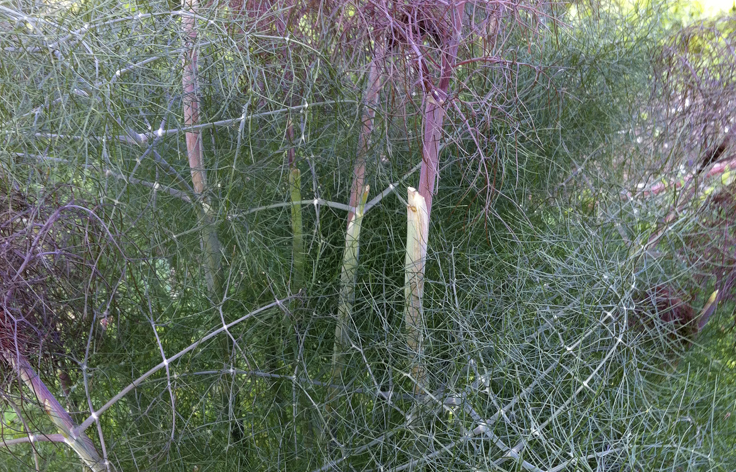 Bronze Fennel