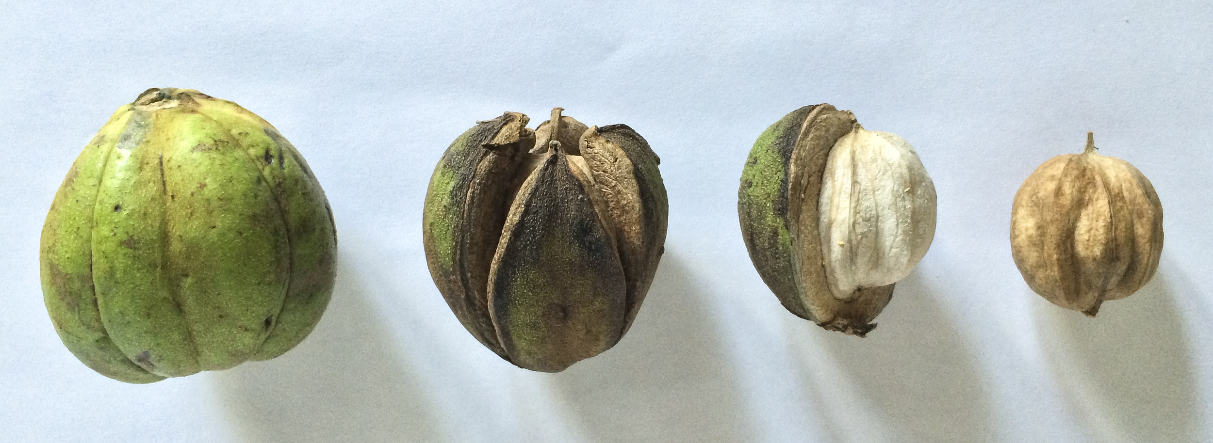 Shagbark Hickory Nut Stages 