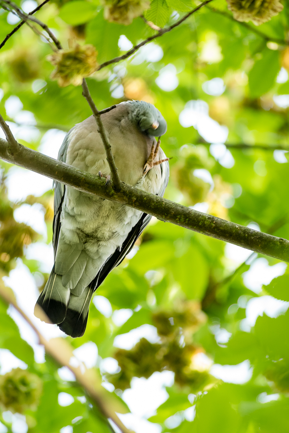 Endcliffe Birding_02.jpg