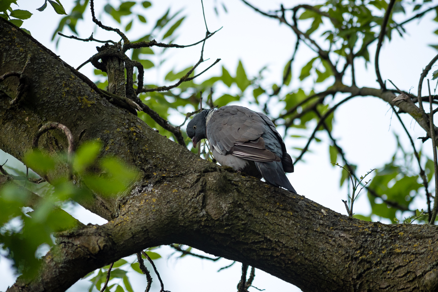 Endcliffe Birding_04.jpg