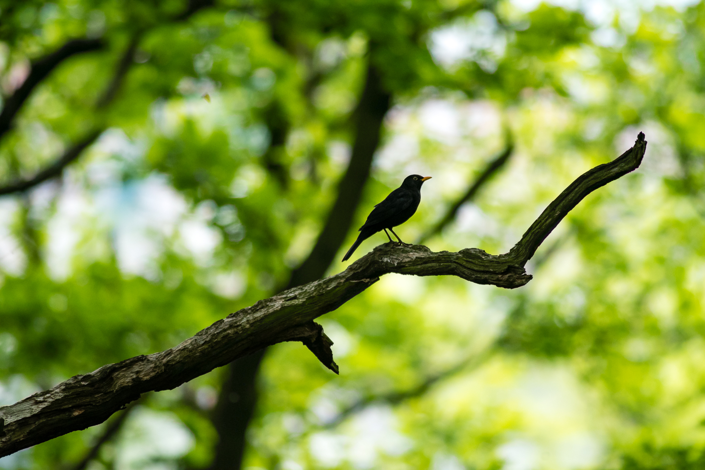 Endcliffe Birding_05.jpg