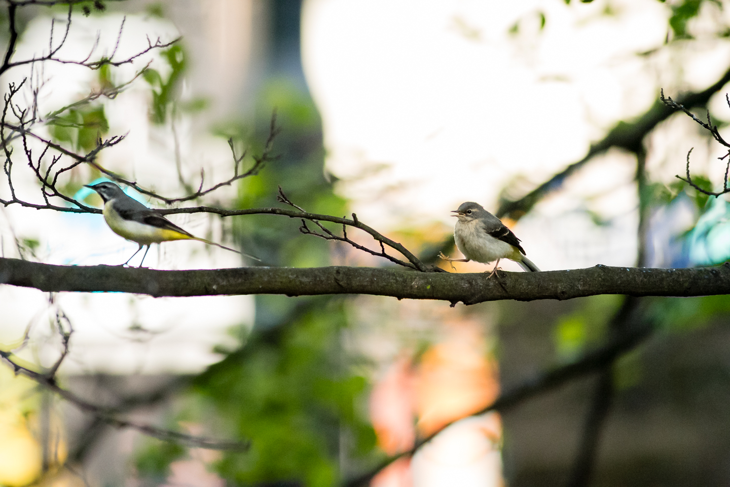 Endcliffe Birding_08.jpg