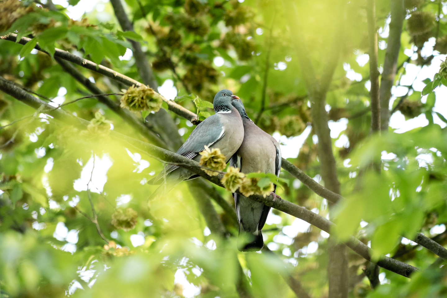 Endcliffe Birding_10.jpg