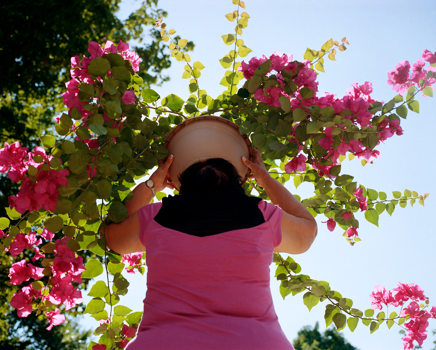 Bougainvillea.jpg