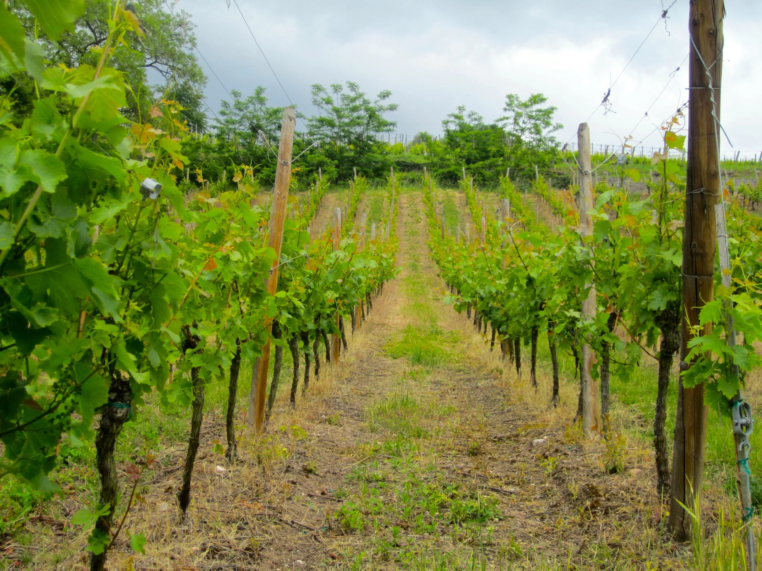 Vineyard in Riquewihr