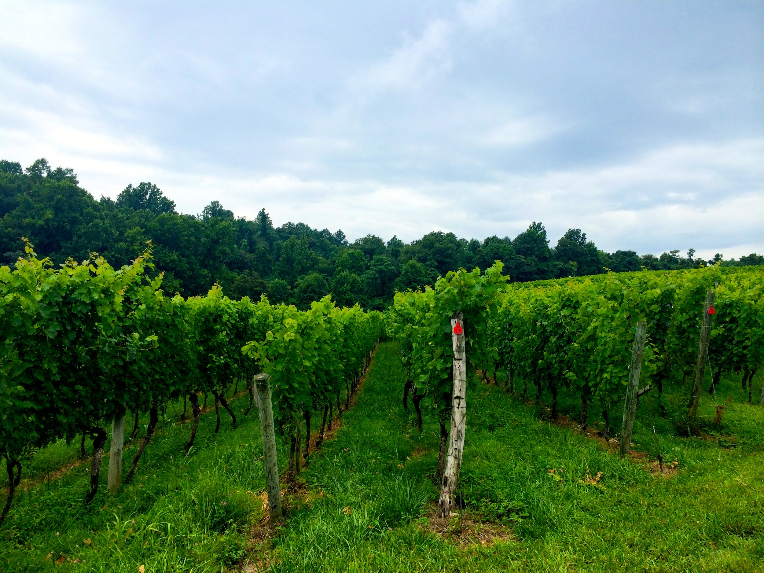 Linden Vineyards 