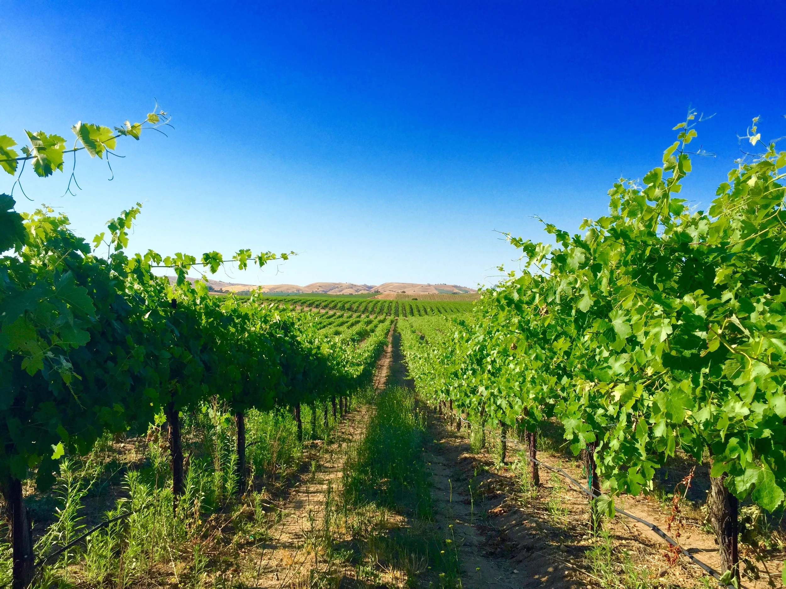 paso-robles-california-vineyard.jpg