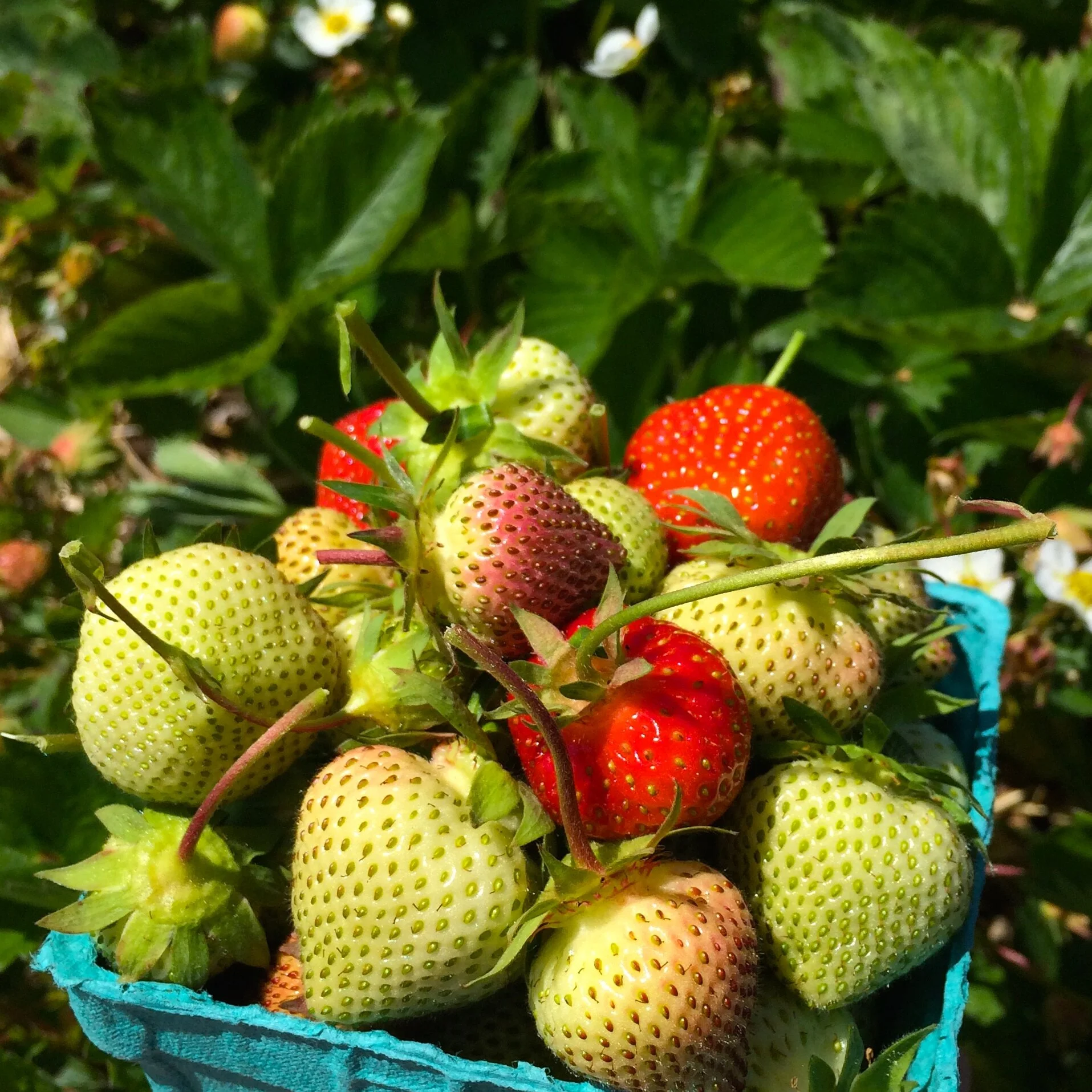 Pickled Green Strawberries