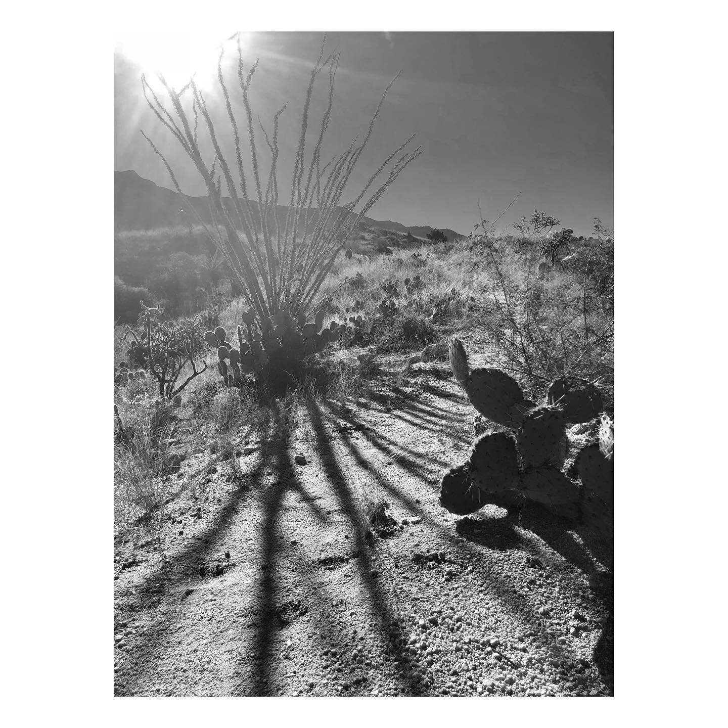 Hiking amongst shadowy creatures 👻