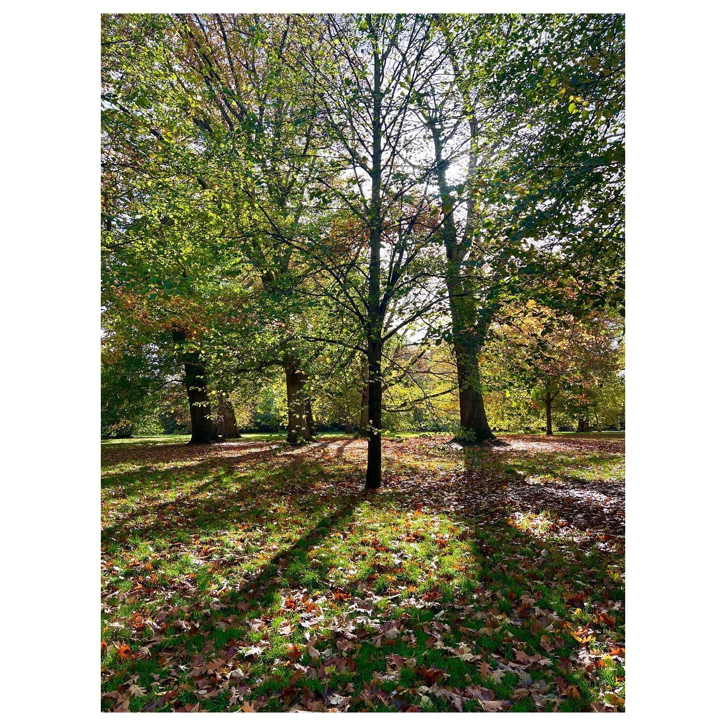 Autumn beauty in the shadows and the leaves. 🍂🍁🍃This never gets old.