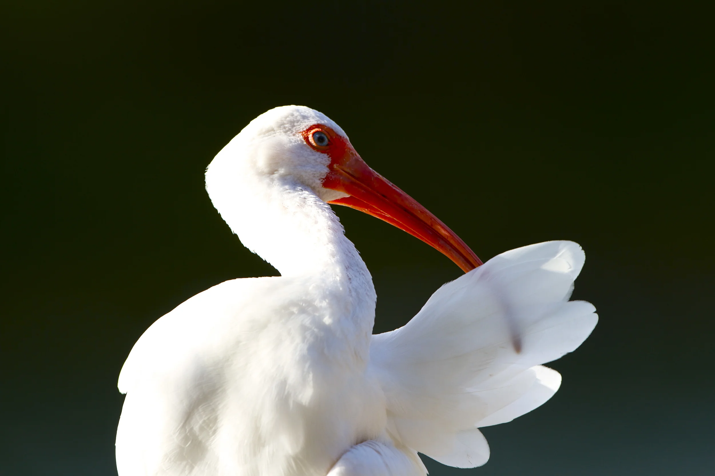White Ibis
