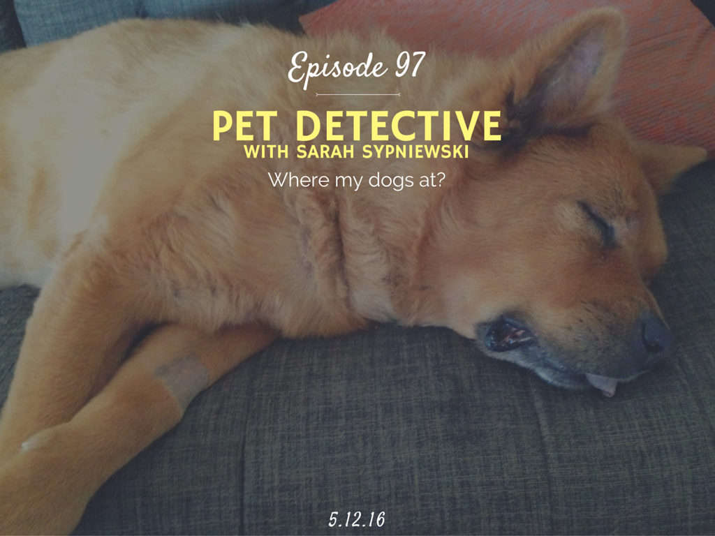 Pet Detective (With Sarah Sypniewski) -Half Hour Intern Podcast