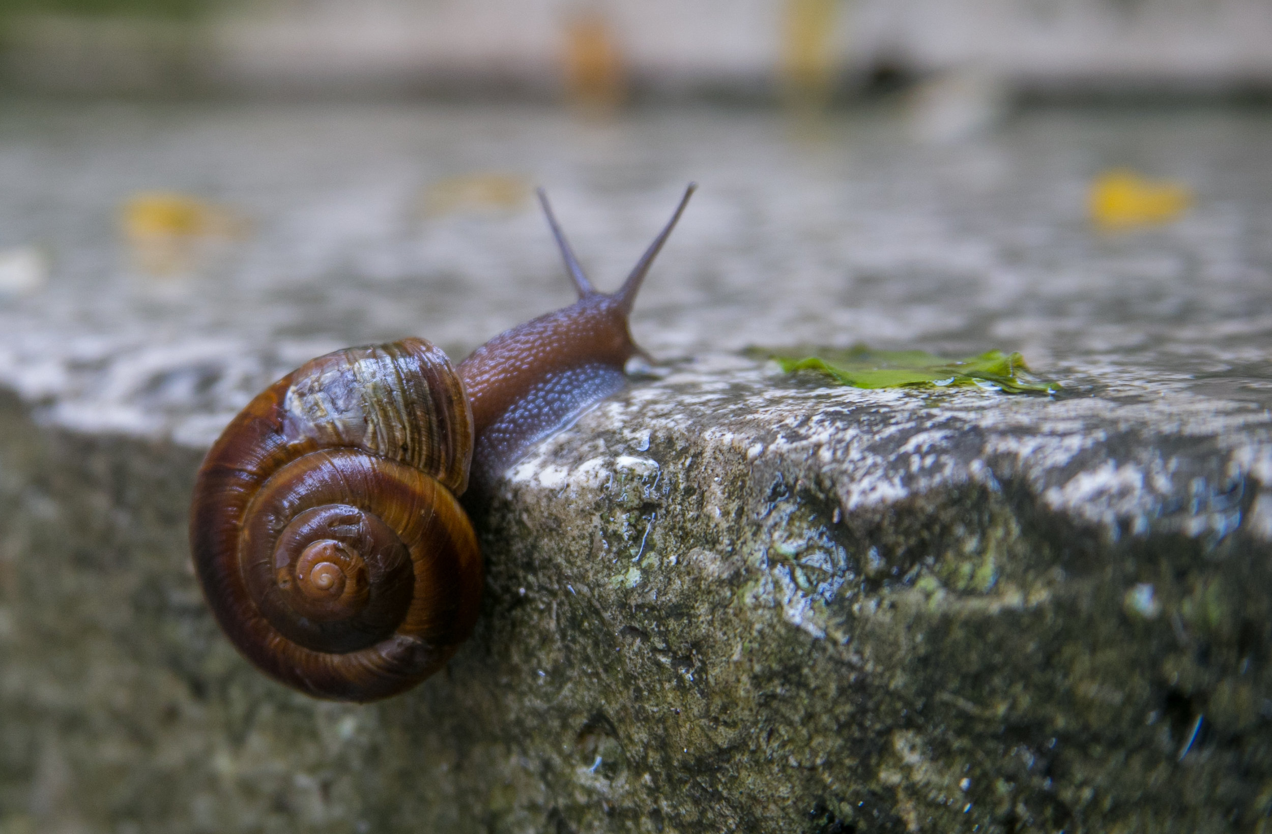  A snail found on the steps after a rain storm.&nbsp; 