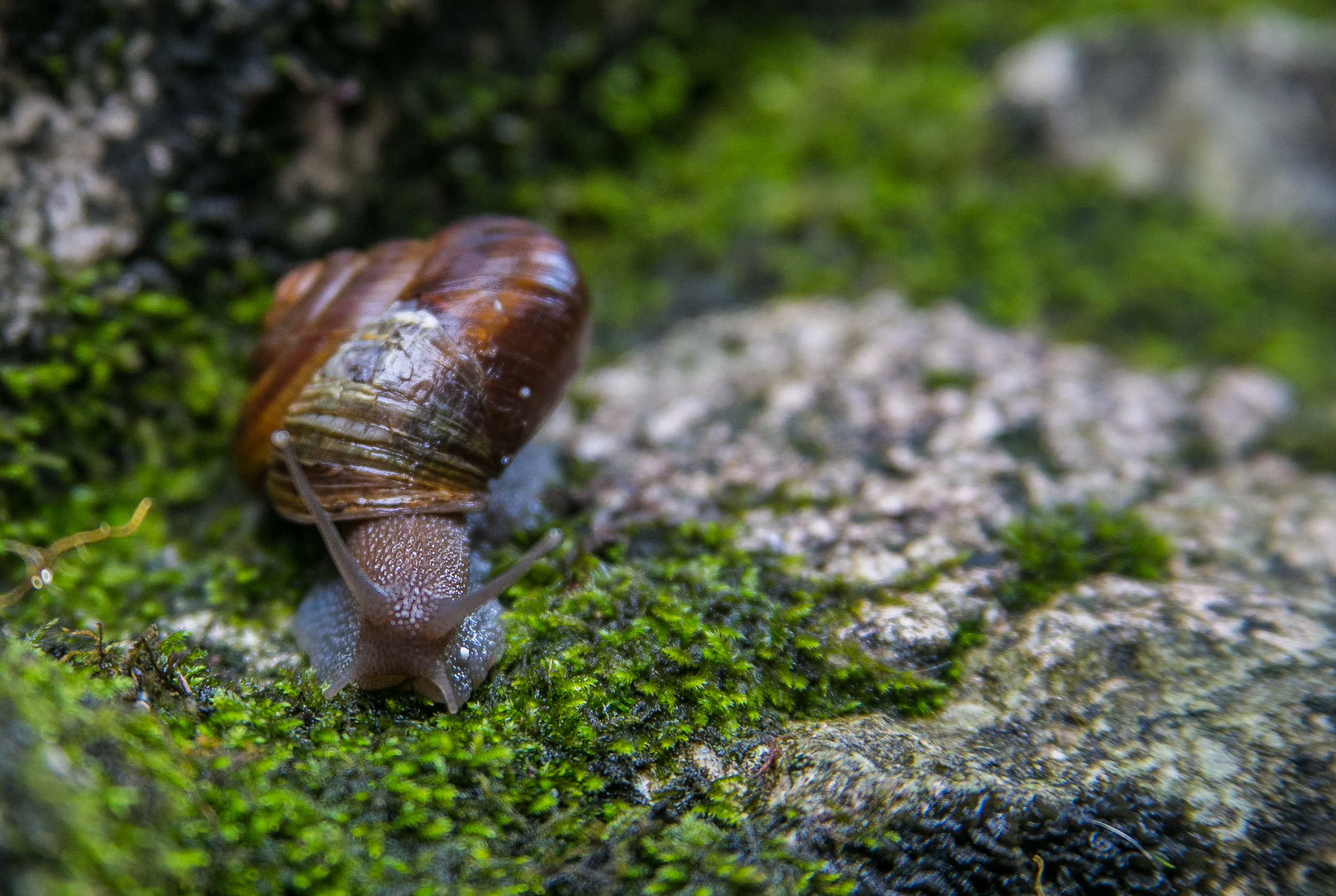  The snail is taken to safety on a mossy wall.&nbsp; 