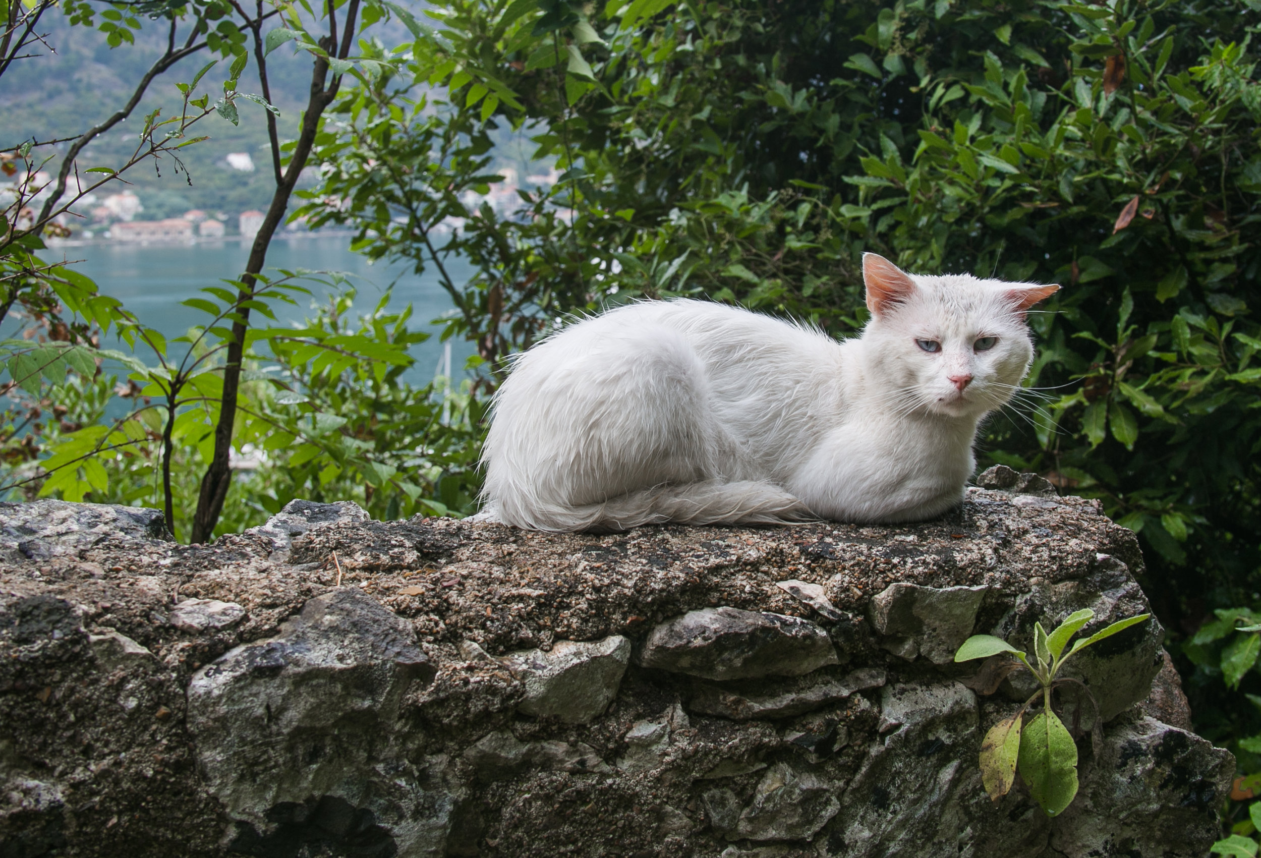  One of the many stray cats roaming around the labyrinth-like streets of the Old City in Kotor, Montenegro.&nbsp; 