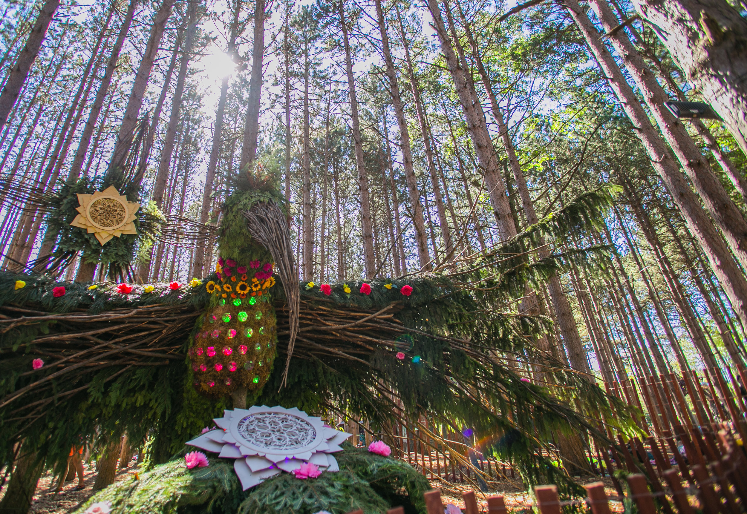 Electric Forest 2017 - Mike Schwarz_-3.jpg